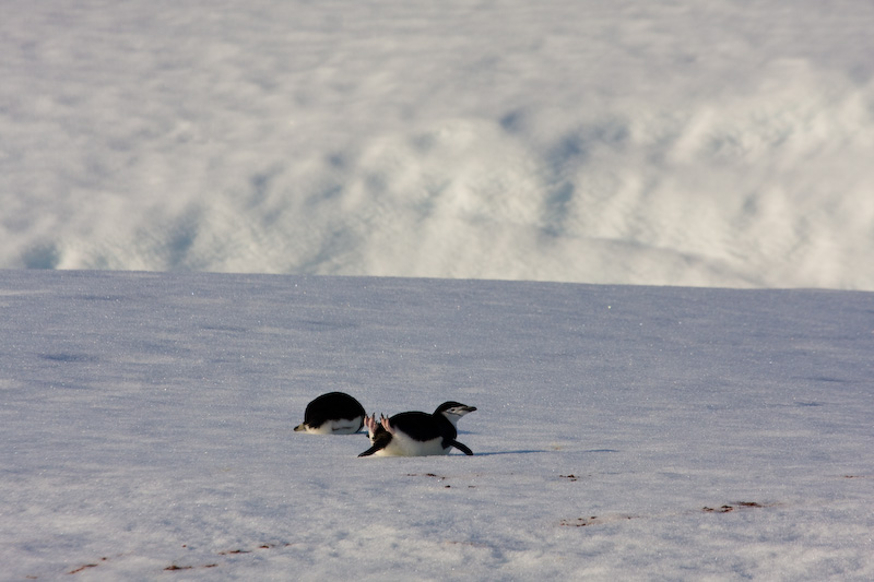 Chinstrap Penguins On Iceberg